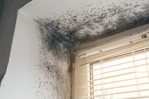 Affordable Mold Remediation solutions in Allendale, MI